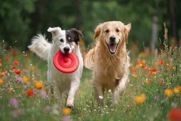 AIPL Lake City Amenities - Pet Garden